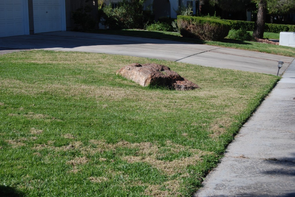 Another Babic Violation! November 3, 2012 Poorly maintained front lawn, dead grasses!